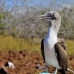 booby_bluefooted_nsey_v_0099_ecu0295.jpg